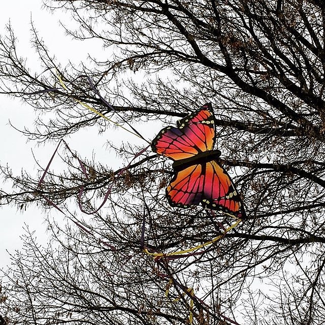 #butterfly #trapped #tree #kite